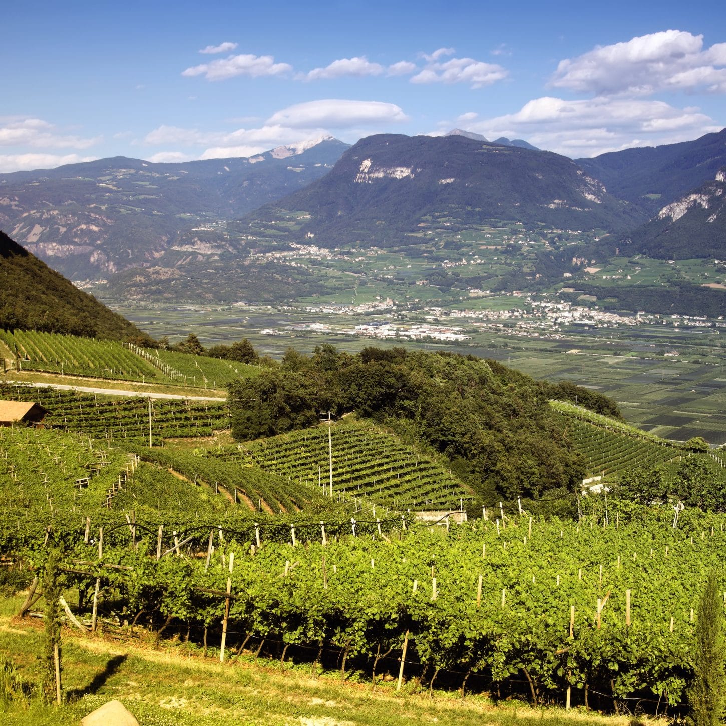 a vineyard in a mountainous valley
