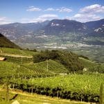 a vineyard in a mountainous valley